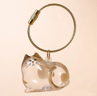 Tabby cat
